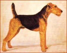 Airedale-History7