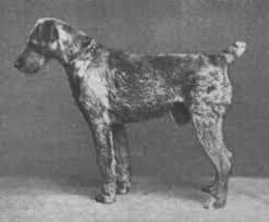 Airedale-History8