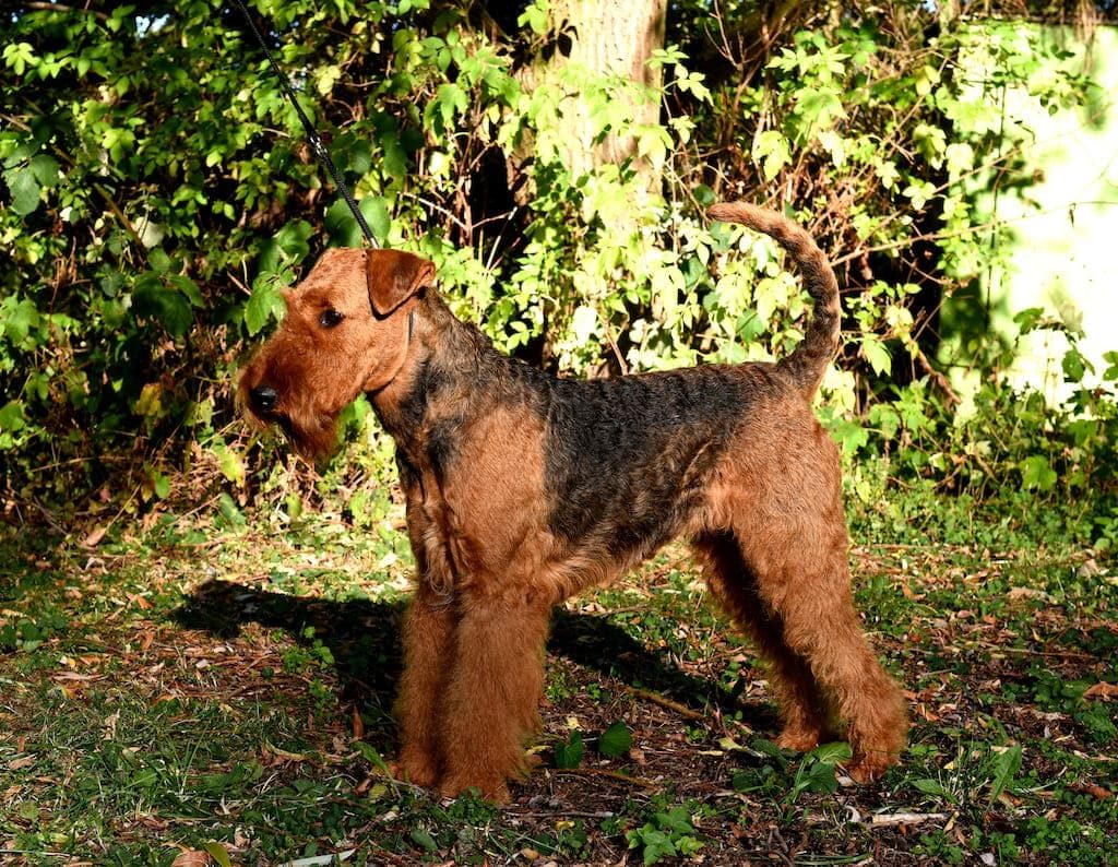 Rina - Airedale