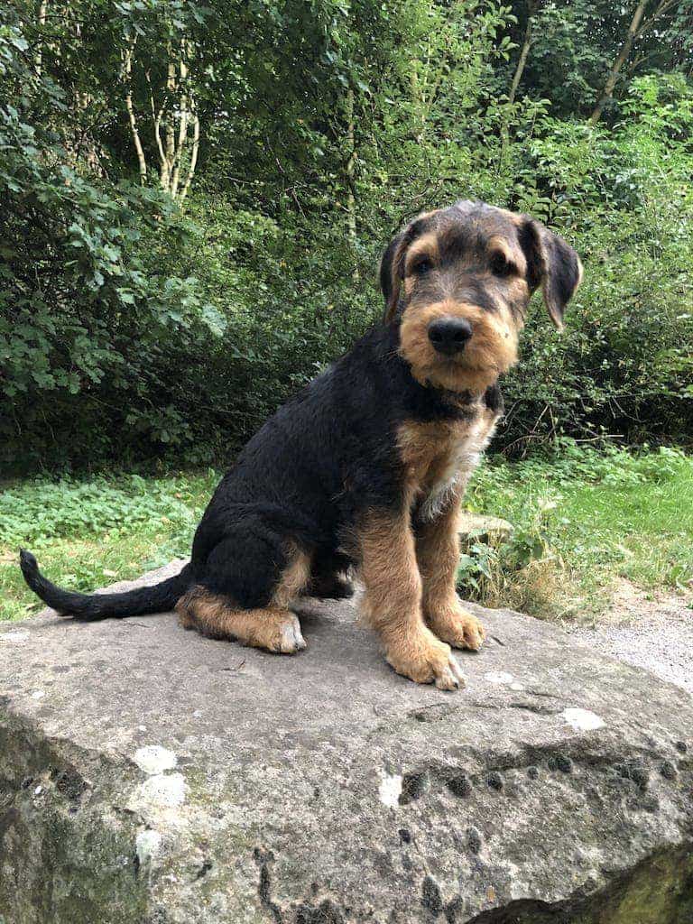 Airedale Welpe Charlie
