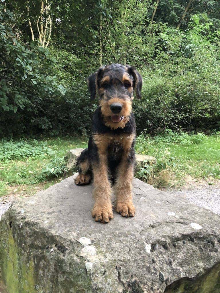 Airedale Welpe Chico