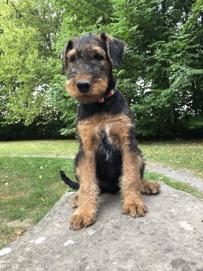 Airedale Welpe Conrad